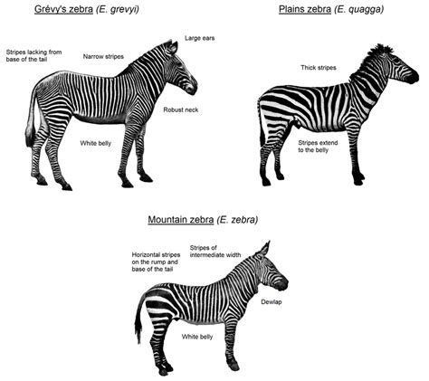 INTERESTING FACTS ABOUT ZEBRAS