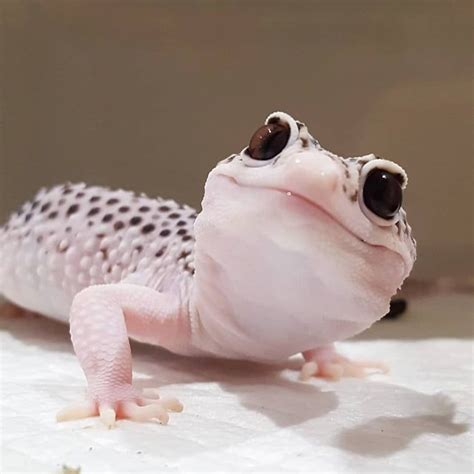 An adorable Leapord Gecko! - Animals | Pet lizards, Reptiles pet, Cute lizard