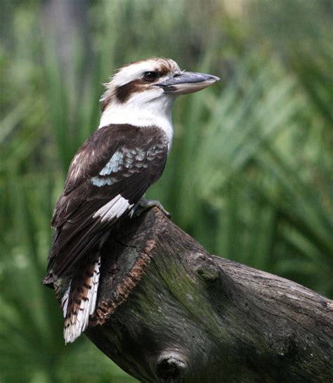 Australian rainforest birds pictures - Just for Sharing