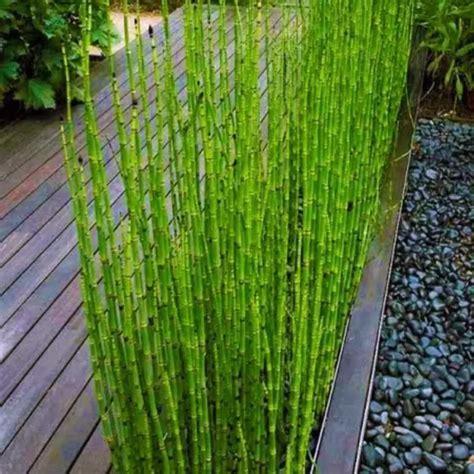 Water Bamboo, Buy Equisetum Plant online at Nursery Nisarga