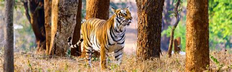 Corbett Tiger Reserve, Jim Corbett National Park India, Corbett Online Booking, Corbett Safari ...