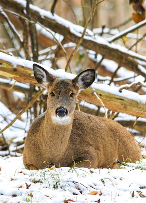 Whitetail Doe and Fawn stock photo. Image of animal, gentle - 56704000