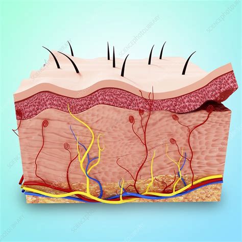 Human skin anatomy, artwork - Stock Image - F008/0301 - Science Photo Library