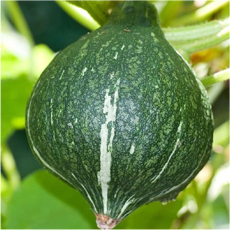 Green Hubbard Winter Squash Seeds (Cucurbita maxima) – Seed Needs LLC