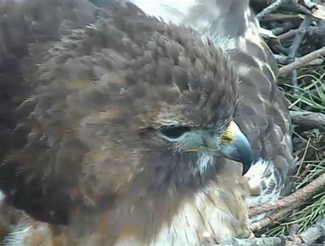 The Greenbelt: Red-tailed hawk nesting