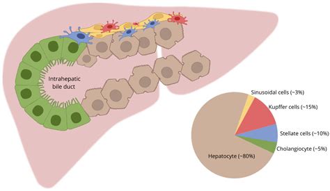 IJMS | Free Full-Text | The Curious Case of the HepG2 Cell Line: 40 ...