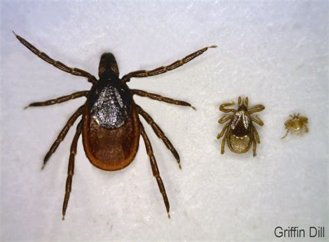 Tick Biology - Cooperative Extension: Tick Lab - University of Maine ...