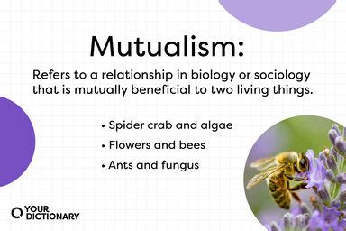 Mutualism Examples: Relationships That Work Together