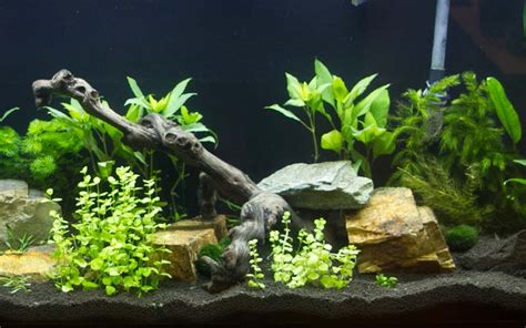 Guppy Fish Aquarium Tank Setup And Caring - Fish Guppy