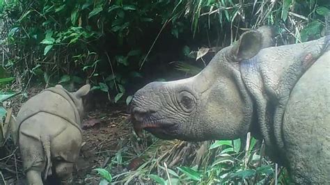 Two Extremely Endangered Javan Rhino Babies Spotted In Indonesia