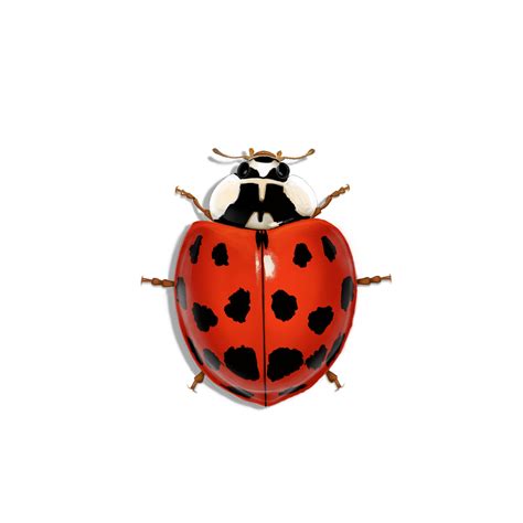 Asian Lady Beetle (Harmonia axyridis) Identification