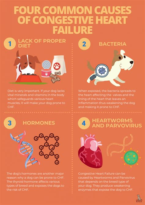 Understanding The Risk Of Congestive Heart Failures In Dogs | Bark For More