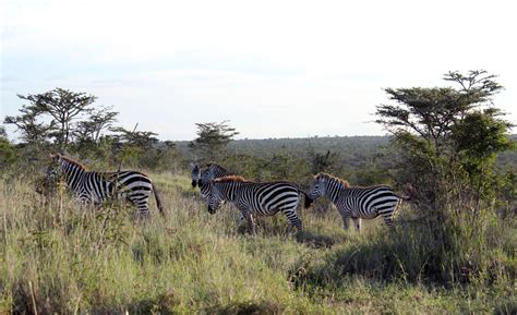 zebra | Turkana Basin Institute