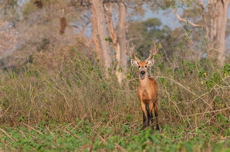 Marsh Deer | Sean Crane Photography