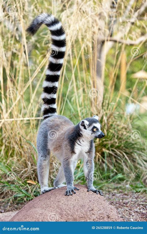 Lemur of Madagascar stock image. Image of primates, madagascar - 26528859