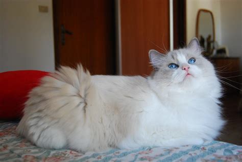 Ragdoll Bicolor • Ragdoll Cats