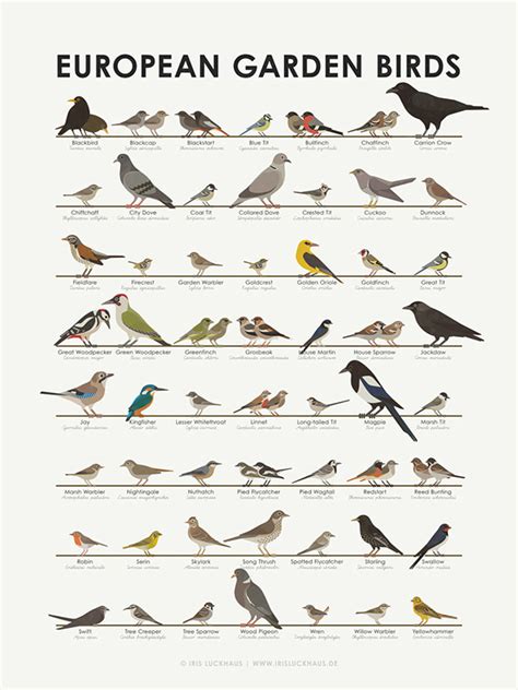 Identification Chart for European Songbirds on Behance