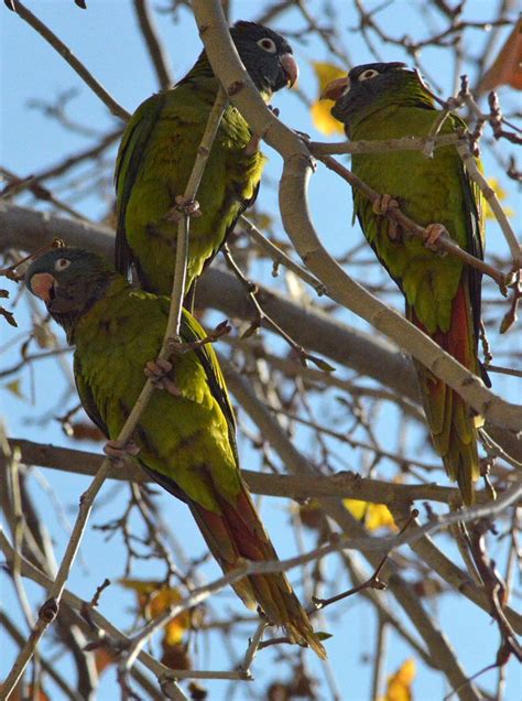 Cotorra de cabeza azul (Thectocercus acuticaudata) en Barcelona – El desinsectador y desratizador