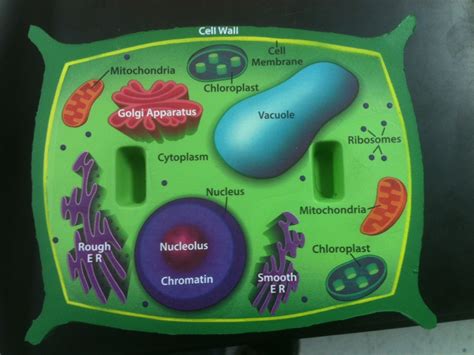 plant cell project - Google Search | Plant cell project, Cells project, Cell wall