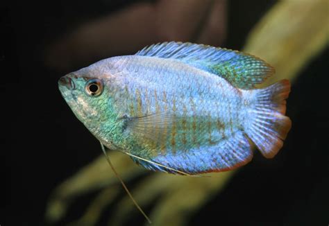 Dwarf Gourami Care Guide - Types, Breeding & More » Petsoid