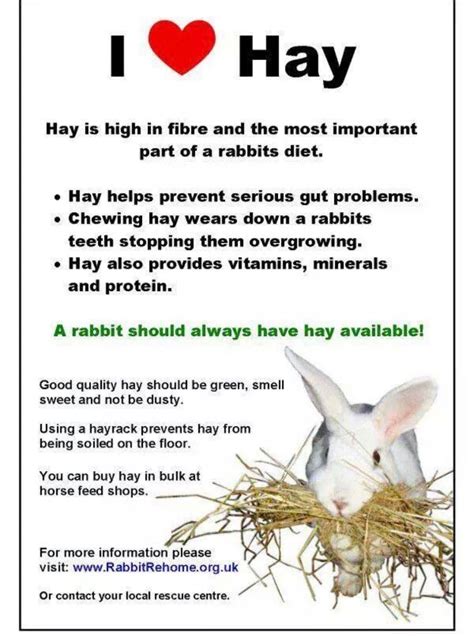 Care Sheet and tips on taken care of your bunny! - Mid Atlantic Rabbit ...