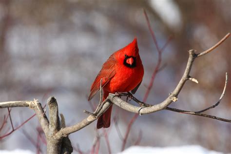 cardinal, Bird, Red, Winter Wallpapers HD / Desktop and Mobile Backgrounds