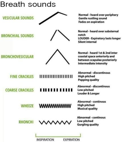 Pulm Breath Sounds, Emphysema, Chronic Bronchitis Flashcards | Quizlet