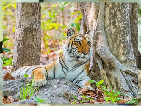 Corbett Tiger Reserve | Jim Corbett National Park India