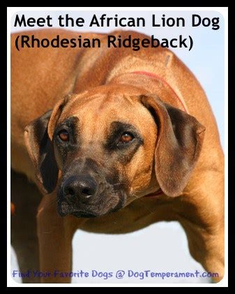 The Rhodesian Ridgeback Temperament - Meet the African Lion Dog