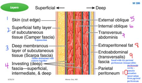 Layers Of The Anterior Abdominal Wall