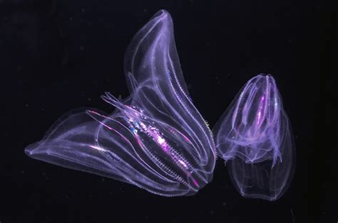 Deeper Dive into the World of NC's Sea Jellies | Coastal Review Online