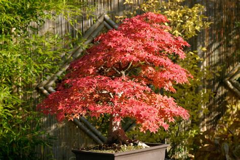 How to grow acers: follow our tips and add year-round interest to your ...