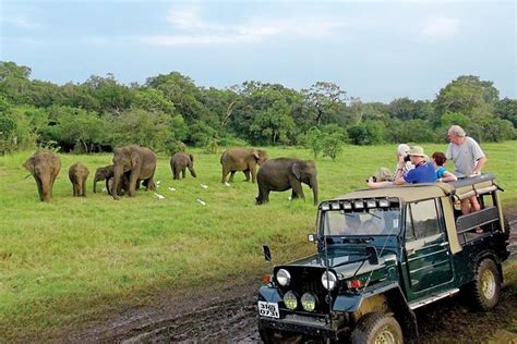 Afternoon Game Drive at Minneriya National Park from Polonnaruwa 2024 ...