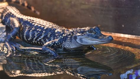 Download wallpaper 1920x1080 alligator, crocodile, reptile, wildlife full hd, hdtv, fhd, 1080p ...