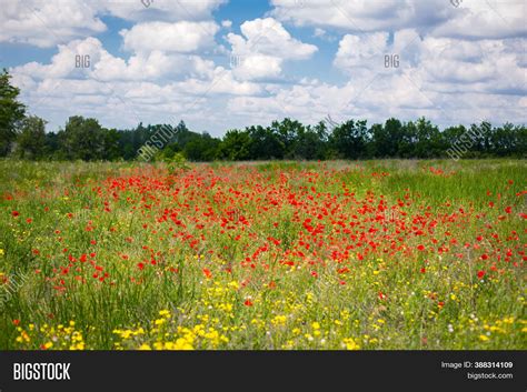 Blooming Poppy Field. Image & Photo (Free Trial) | Bigstock