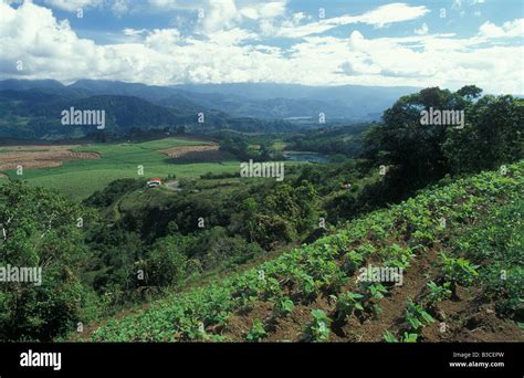 Costa rica coffee plantations hi-res stock photography and images - Alamy