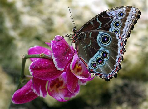 Butterfly conservatory Fairchild Tropical Botanic Garde - PentaxForums.com