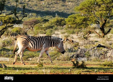 Quagga, Equus quagga quagga. Example of animals in 'breeding back' project to recreate a Quagga ...