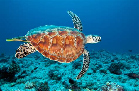 GREEN-SEA-TURTLE-900 - Network for Endangered Sea Turtles