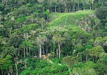 Amazon rainforest - Wikipedia