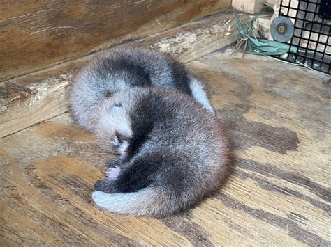 2 red panda cubs born at Memphis Zoo. See the cute babies