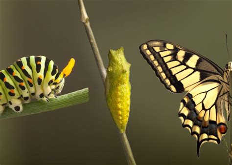 Raising caterpillars and butterflies: A newbies experience! | Rainbow Gardens