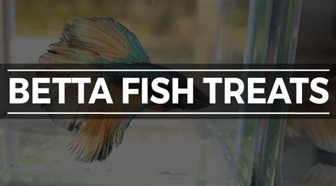 Best Betta Fish Food: How to Feed Your Betta the Perfect Diet (GUIDE)