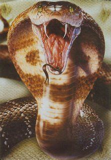 snake-fangs-782663 | Scary snakes, King cobra snake, Cobra snake