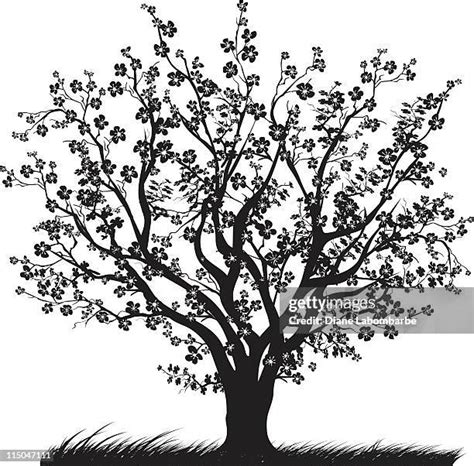 Cherry Blossom Tree Silhouette Photos and Premium High Res Pictures ...