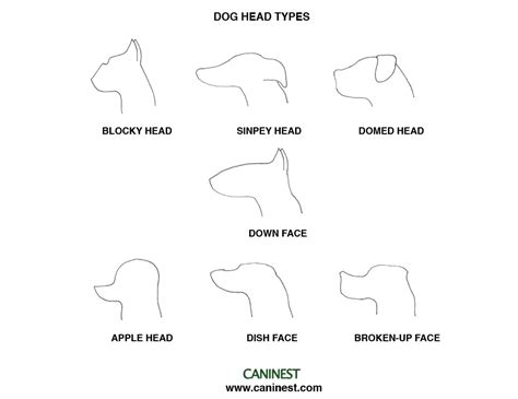 Dog Head Types