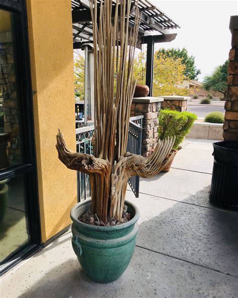 Have you ever seen a cactus skeleton? ⠀ ⠀ This Saguaro cactus shows the woody remains, called ...