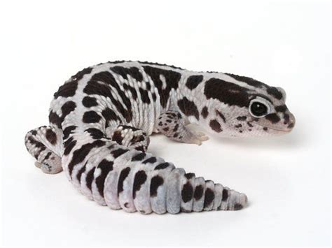 Patterned African Fat Tailed Gecko for sale | Fat tailed gecko, Gecko, Reptiles pet