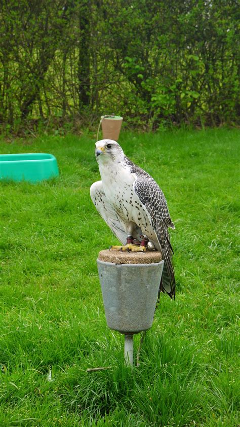 Gyrfalcon Photos, Download The BEST Free Gyrfalcon Stock Photos & HD Images