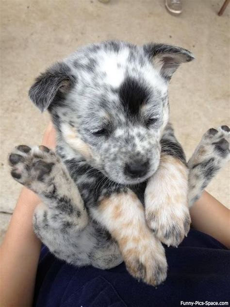 Blue Heeler (Australian Shepherd) | puppy hoarding, the healthy way! | Pinterest | Puppys, Blue ...